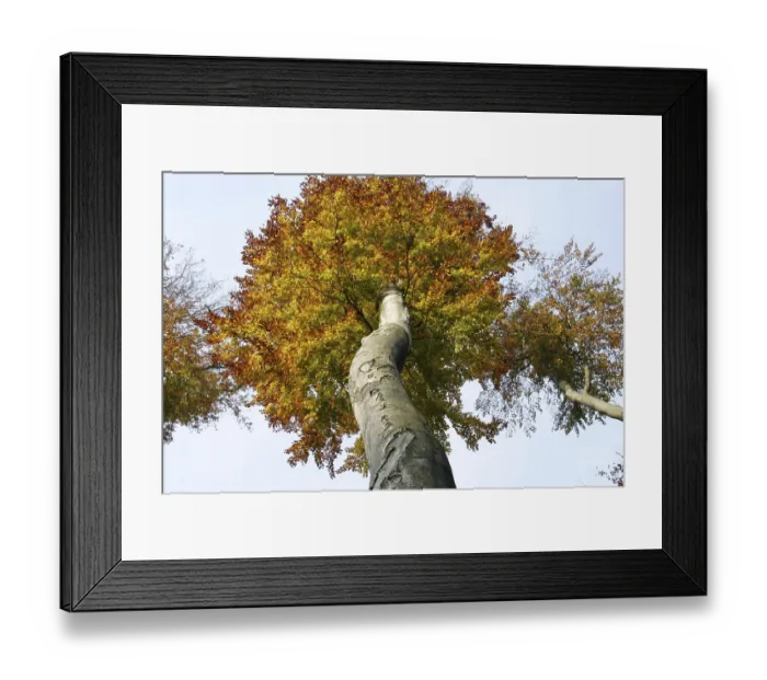Framed Print : Treetop of a autumnal colored beech from below