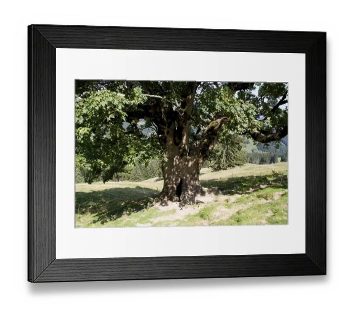 Framed Print : Tree in the Alps