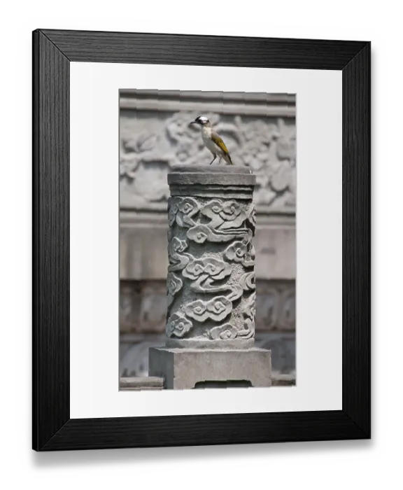 Framed Print : The Light-vented Bulbul (Pycnonotus sinensis) Framed Print : The Light-vented Bulbul (Pycnonotus sinensis)