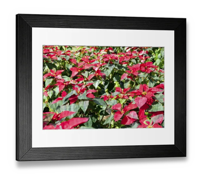Framed Print : Loei (Thai: เลย) Province is located in Thailand's upper North-East