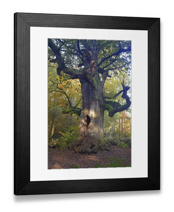 Framed Print : Approx. 800 year old Oak (Quercus) in autumn