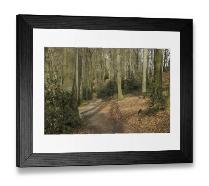 Framed Print : European beech, forest path (Fagus sylvatica)