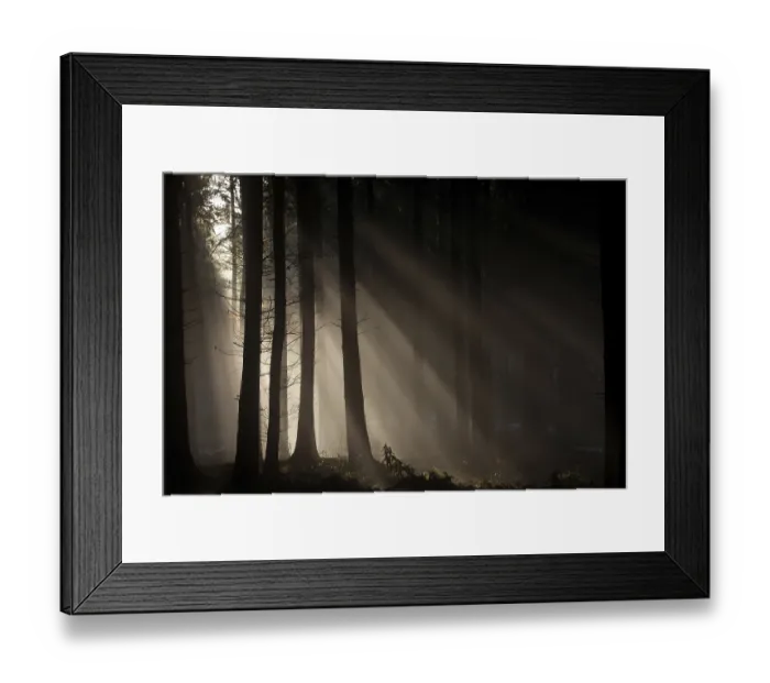 Framed Print : Forest, spruce forest Framed Print : Forest, spruce forest
