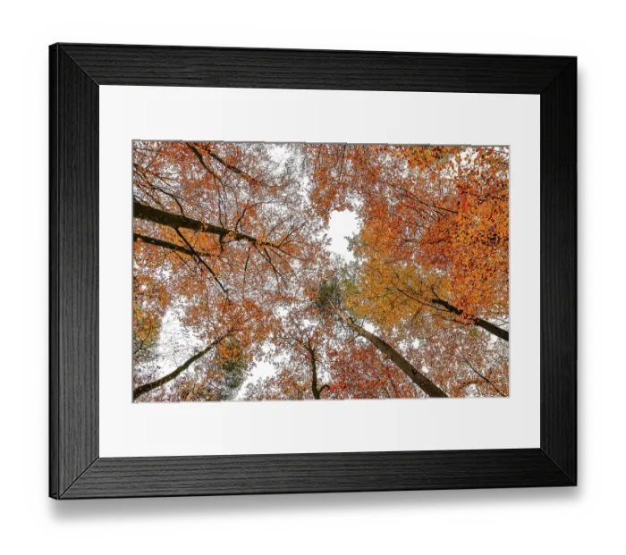 Framed Print : Forest Lower Franconia