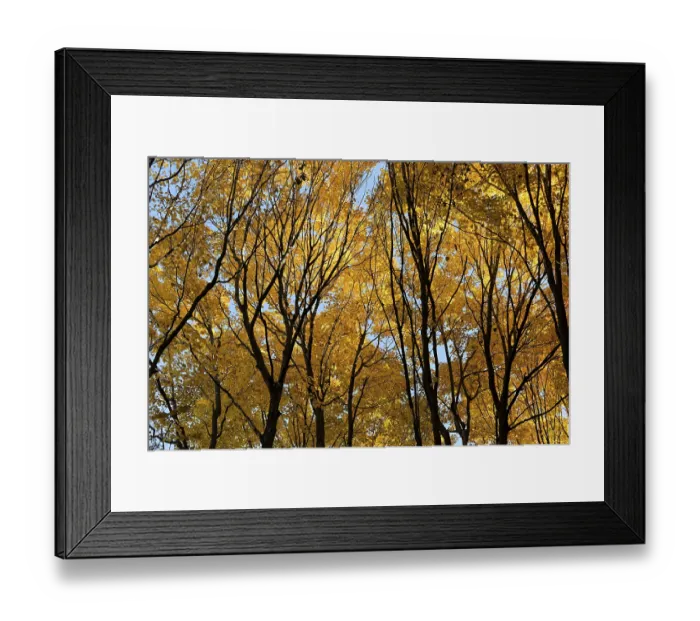 Framed Print : Nature, autumnal forest, view from below into the tree tops