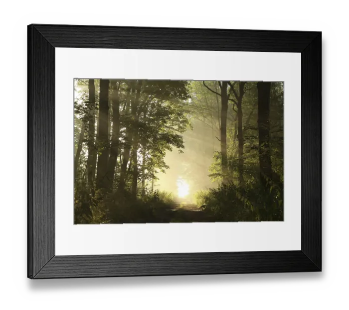 Framed Print : Dirt road in deciduous forest on a misty spring morning