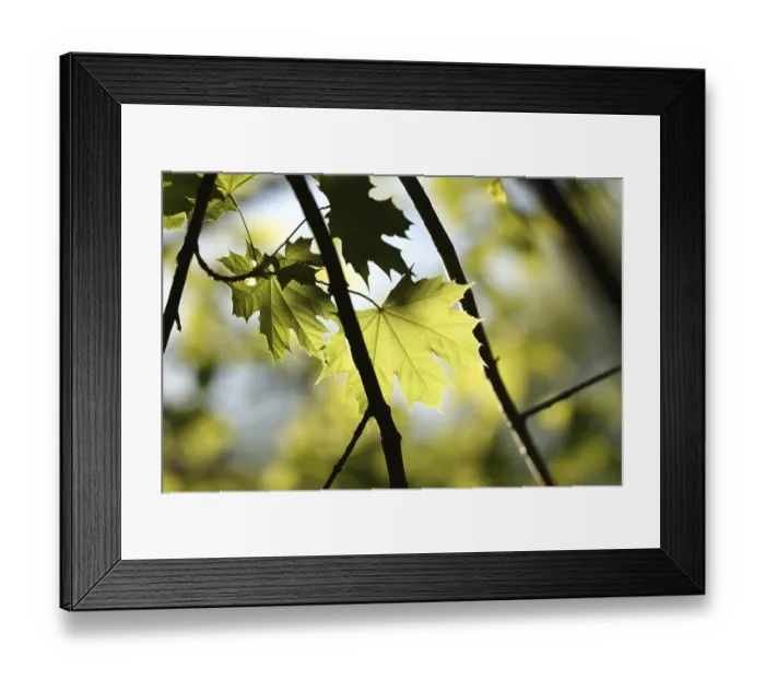 Framed Print : Fresh spring maple leaves on a twig in the forest Framed Print : Fresh spring maple leaves on a twig in the forest