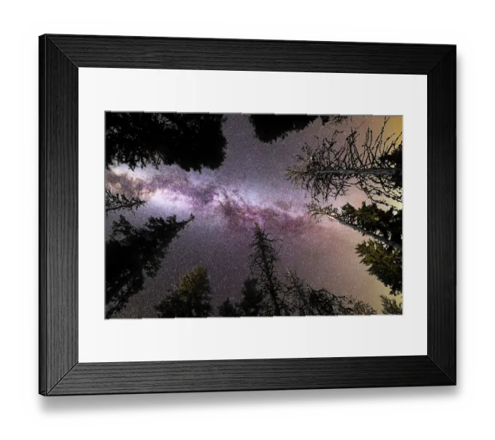 Framed Print : A view of a Meteor Shower and the purple Milky Way with pine trees forest silhouette in the foreground Framed Print : A view of a Meteor Shower and the purple Milky Way with pine trees forest silhouette in the foreground
