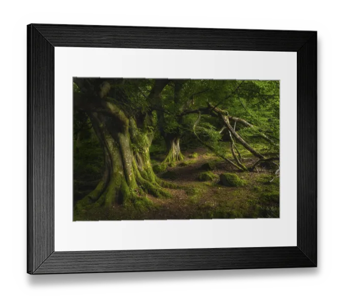 Framed Print : Majestic old and ancient beech covered in moss and illuminated by sunlight in moody