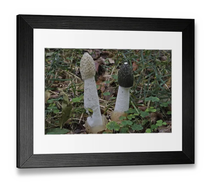 Framed Print : Common stinkhorn, (Phallus impudicus) Framed Print : Common stinkhorn, (Phallus impudicus)