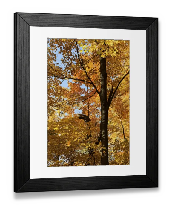 Framed Print : Nature, autumnal forest, view from below into the tree tops