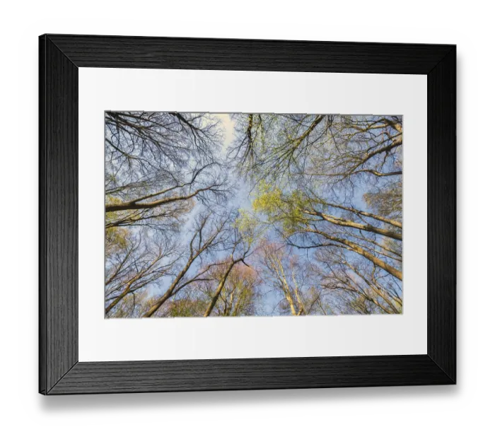 Framed Print : Looking up at the green tree tops in spring forest Framed Print : Looking up at the green tree tops in spring forest