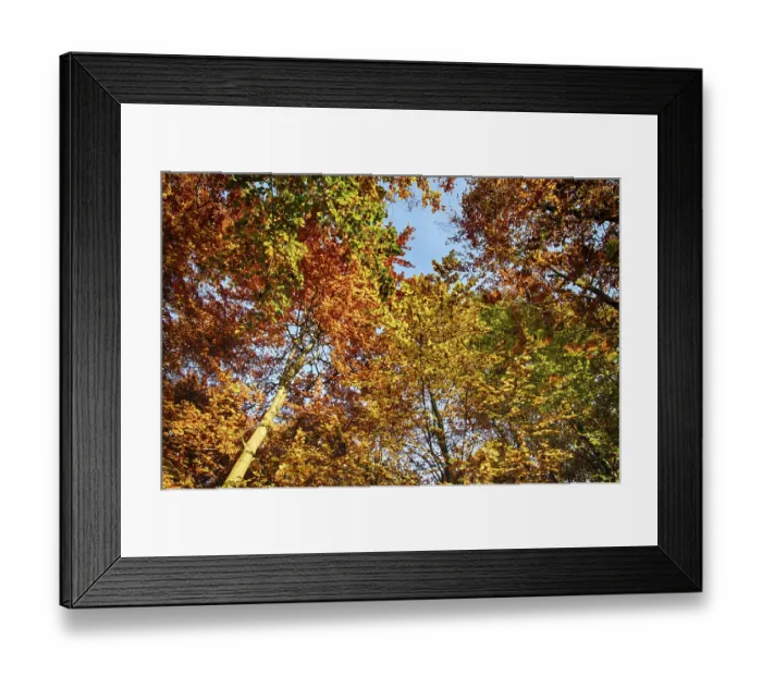 Framed Print : Colourful autumn in the beech forest