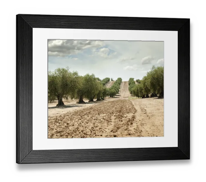 Framed Print : Olive trees in a row. Plantation and cloudy sky
