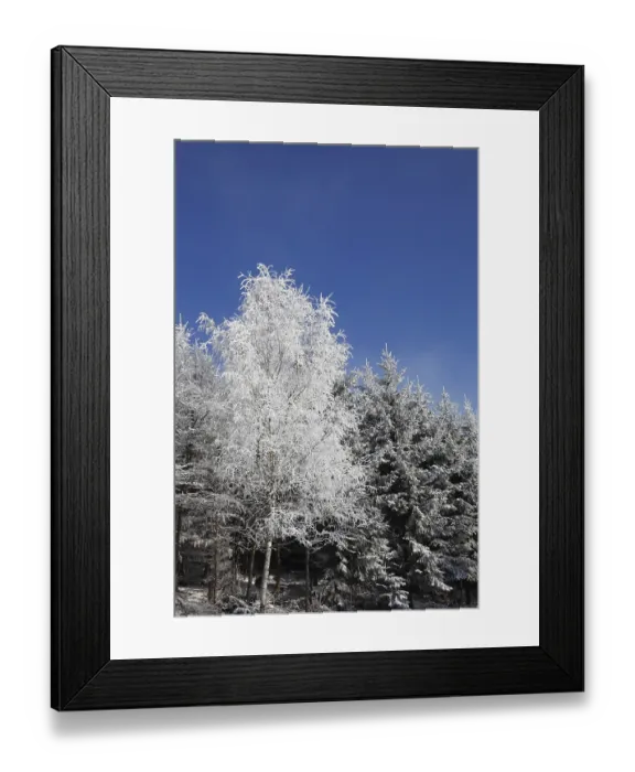 Framed Print : Winter morning in the forest. Snow-covered tree against the blue sky