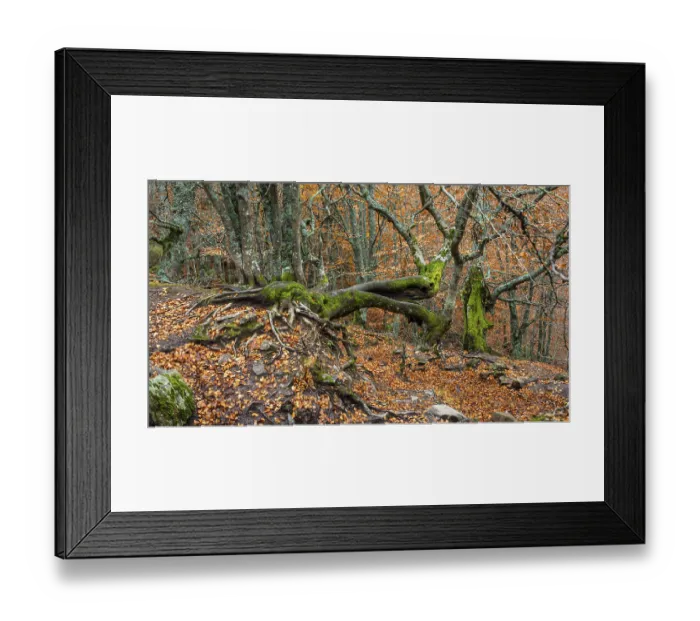 Framed Print : Hayedo de la Pedrosa Natural Protected Area