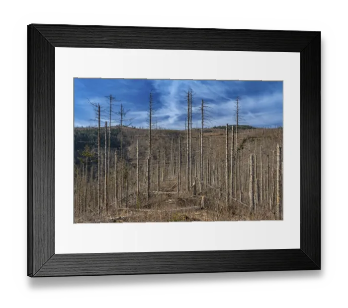 Framed Print : Dead trees, spruces, at the Okertaam Huthberg in the Harz Mountains