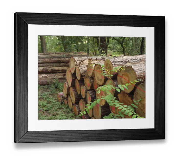 Framed Print : Stacked tree trunks in the forest with green vegetation Framed Print : Stacked tree trunks in the forest with green vegetation