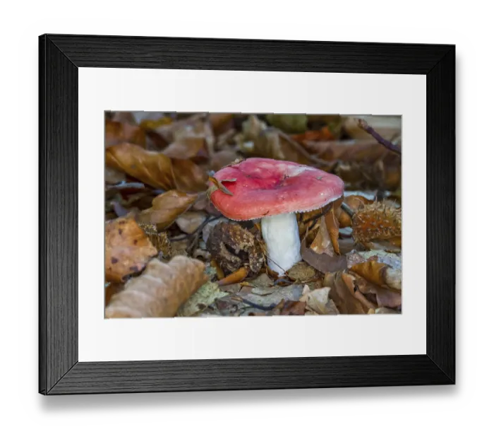 Framed Print : Beech russula (Russula nobilis) Framed Print : Beech russula (Russula nobilis)