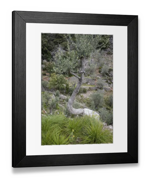 Framed Print : Fornalutx olive groves, Majorca Framed Print : Fornalutx olive groves, Majorca