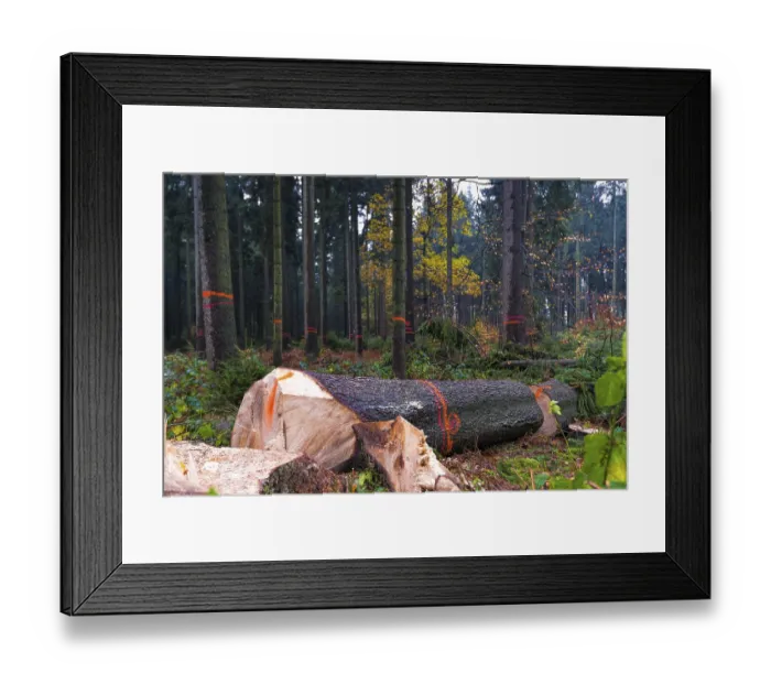 Framed Print : Forestry, felling in a spruce forest