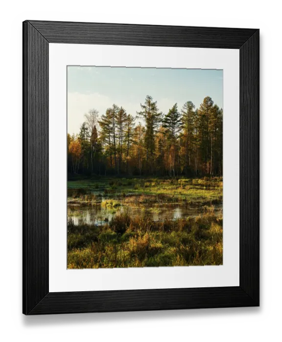 Framed Print : A tranquil marsh scene with trees and golden autumn colors in a forest setting Framed Print : A tranquil marsh scene with trees and golden autumn colors in a forest setting