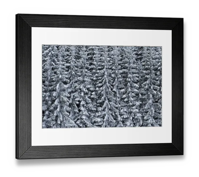 Framed Print : Snow-covered spruce forest on a slope Framed Print : Snow-covered spruce forest on a slope
