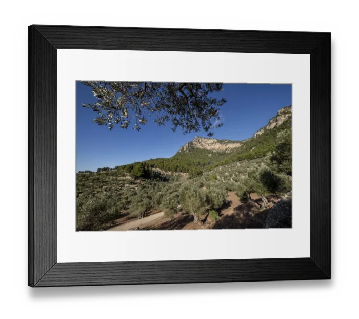 Framed Print : Olivar de Son Moragues, Valldemossa