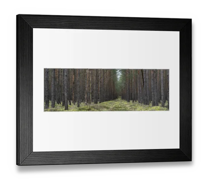 Framed Print : Pine forest in the Upper Lusatian heath and pond landscape