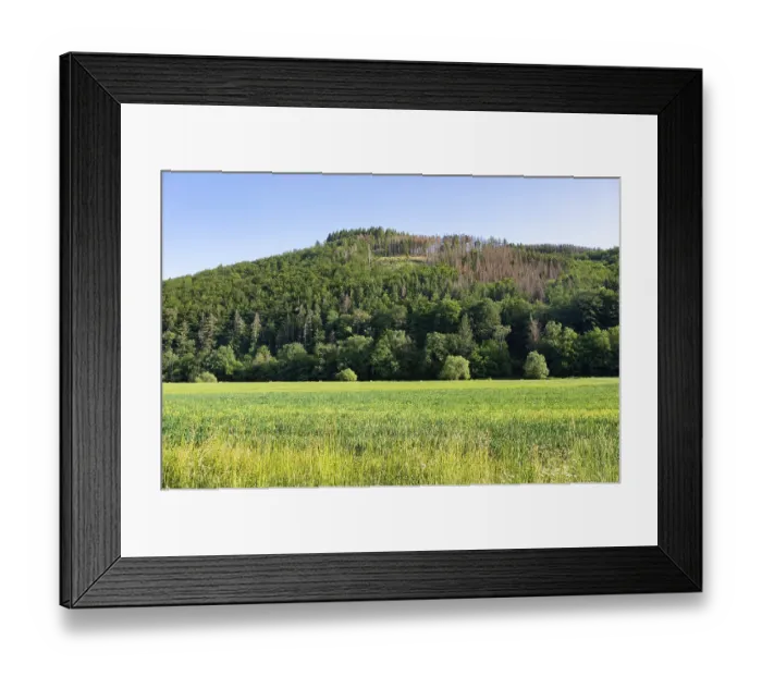 Framed Print : Green fields and forest with diseased trees Framed Print : Green fields and forest with diseased trees