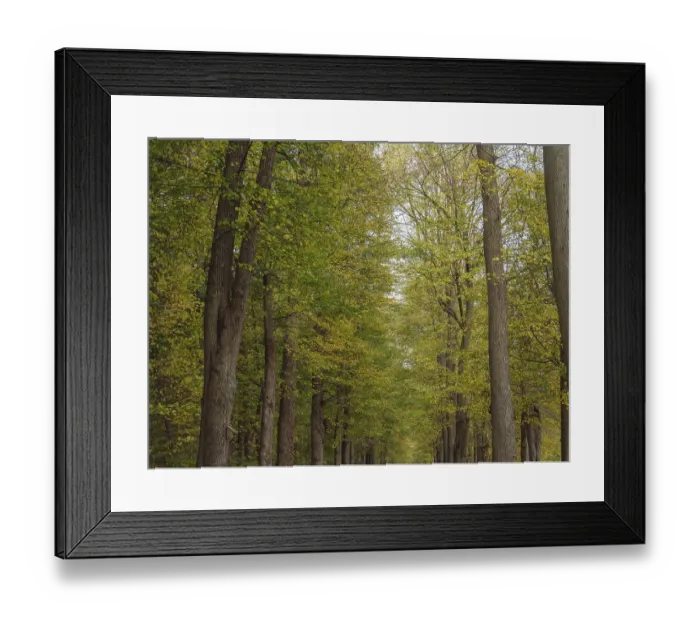 Framed Print : An autumnal forest path surrounded by tall trees