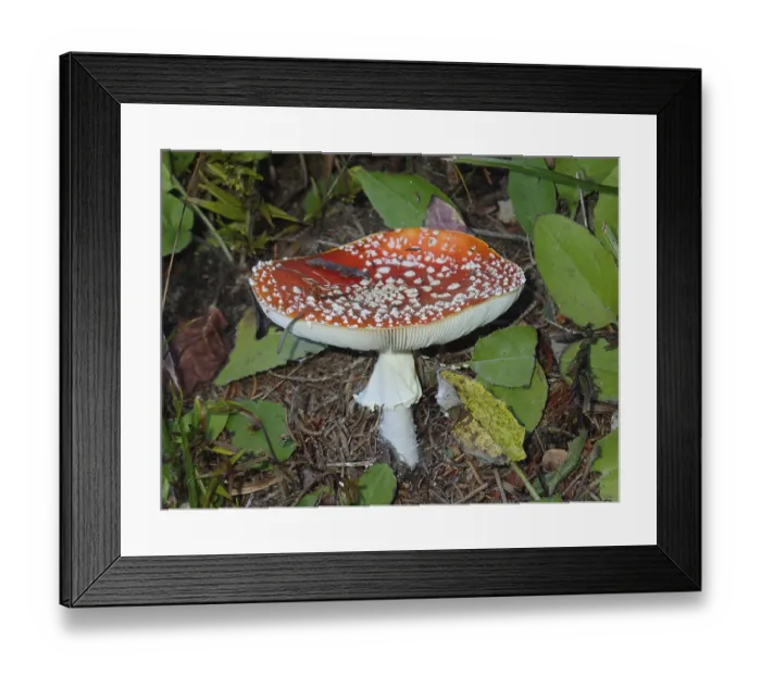 Framed Print : Fly agaric (Amanita muscaria) Framed Print : Fly agaric (Amanita muscaria)