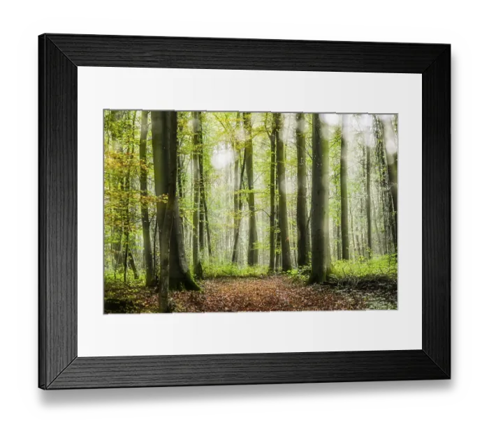 Framed Print : Forest Lower Franconia