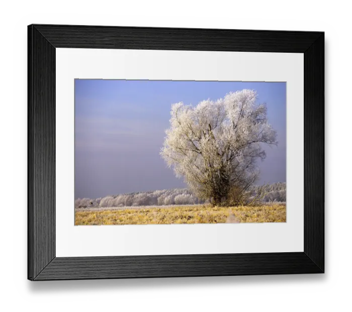 Framed Print : Hoarfrost in January