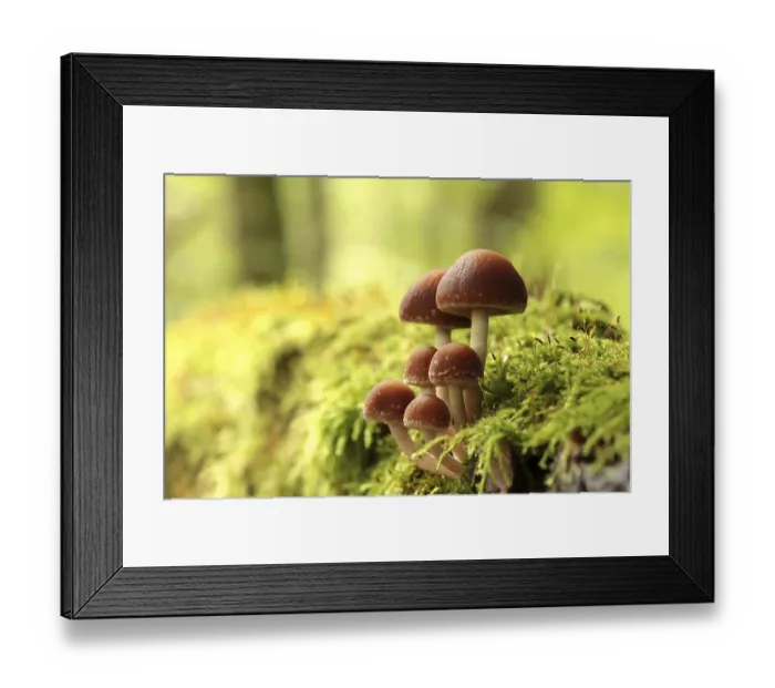 Framed Print : Mushrooms growing on a tree trunk in the forest Framed Print : Mushrooms growing on a tree trunk in the forest