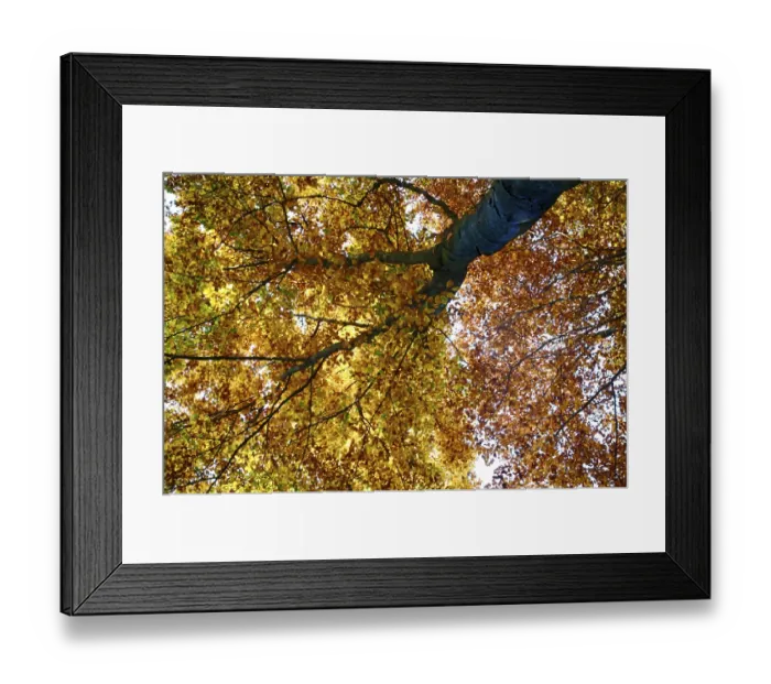 Framed Print : Colourful autumn in the beech forest Framed Print : Colourful autumn in the beech forest