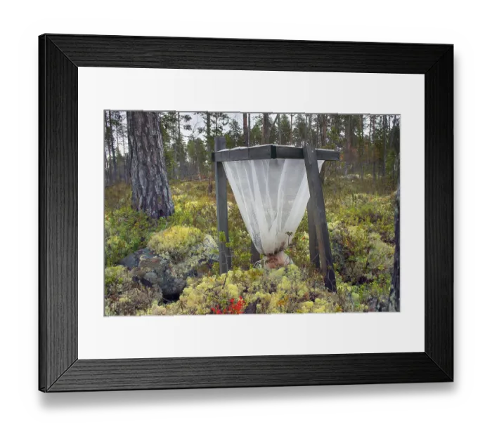 Framed Print : Science, bionomics, forest ecology