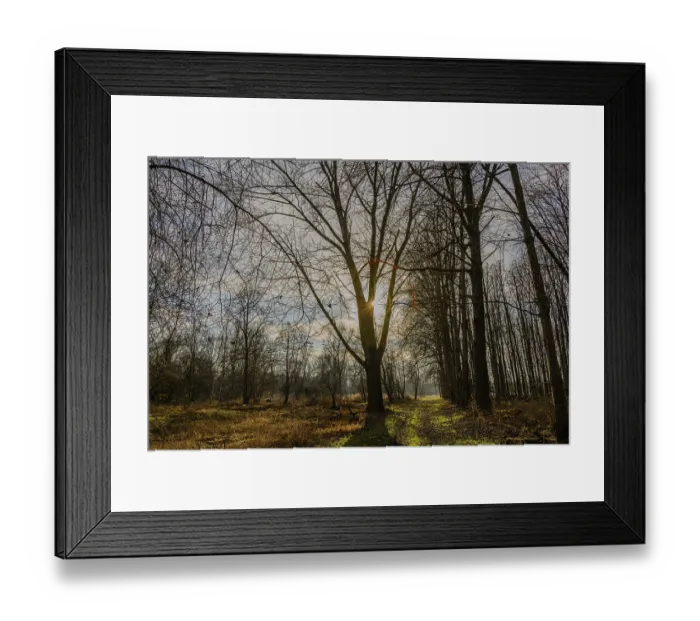Framed Print : Rays of sunlight shine through a large tree onto a quiet forest path Framed Print : Rays of sunlight shine through a large tree onto a quiet forest path