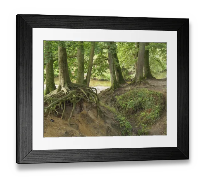 Framed Print : Overgrown tree trunks and roots on a river bank in a green forest Framed Print : Overgrown tree trunks and roots on a river bank in a green forest