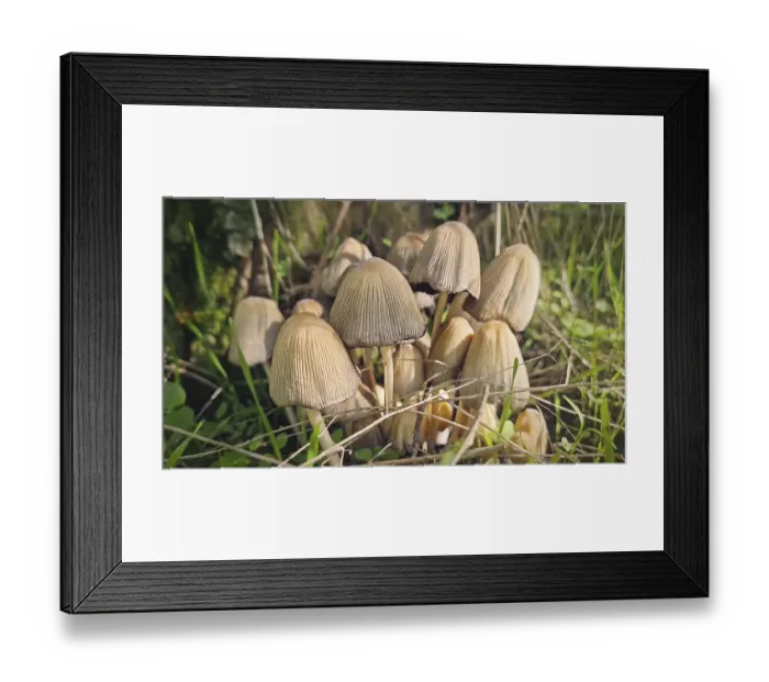 Framed Print : Cluster of poisonous mushrooms growing near a tree trunk in the forest Framed Print : Cluster of poisonous mushrooms growing near a tree trunk in the forest