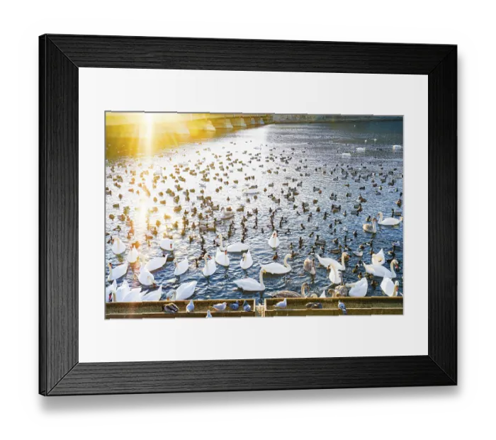 Framed Print : Stockholm lira lake Swan County
