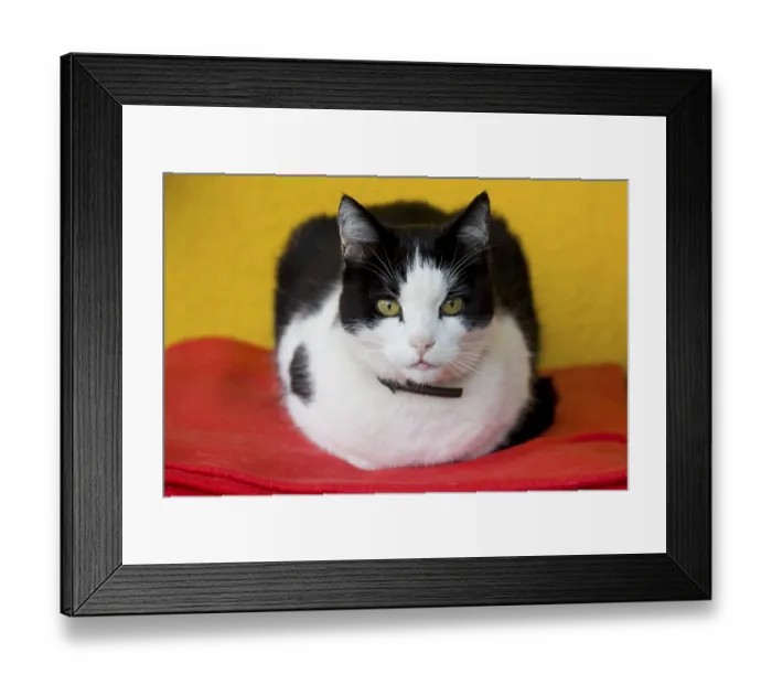 Framed Print : Cat Framed Print : Cat
