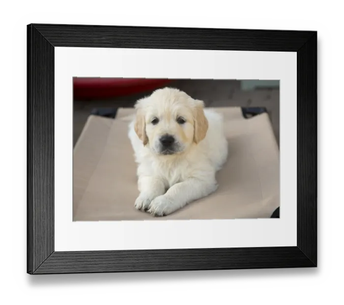 Framed Print : Golden Retriever puppies 6 weeks old