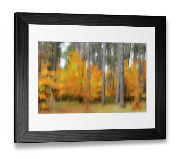 Framed Print : Forest Lower Franconia