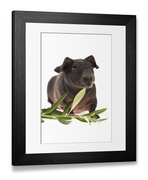 Framed Print : Skinny guinea pig and olive branch on white background Framed Print : Skinny guinea pig and olive branch on white background