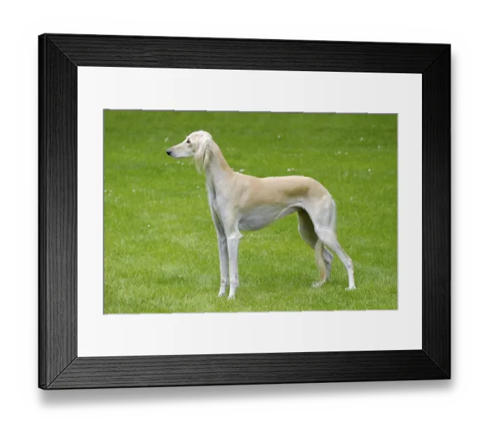 Framed Print : The portrait of Saluki dog in the garden