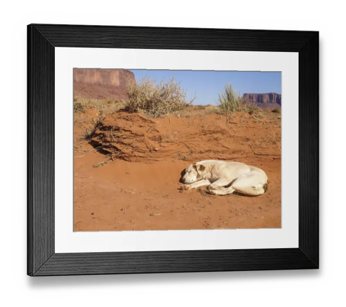 Framed Print : The Dog in the background Monument Valley