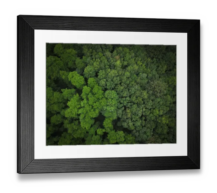 Framed Print : Aerial view of dense, green treetops of a forest Framed Print : Aerial view of dense, green treetops of a forest