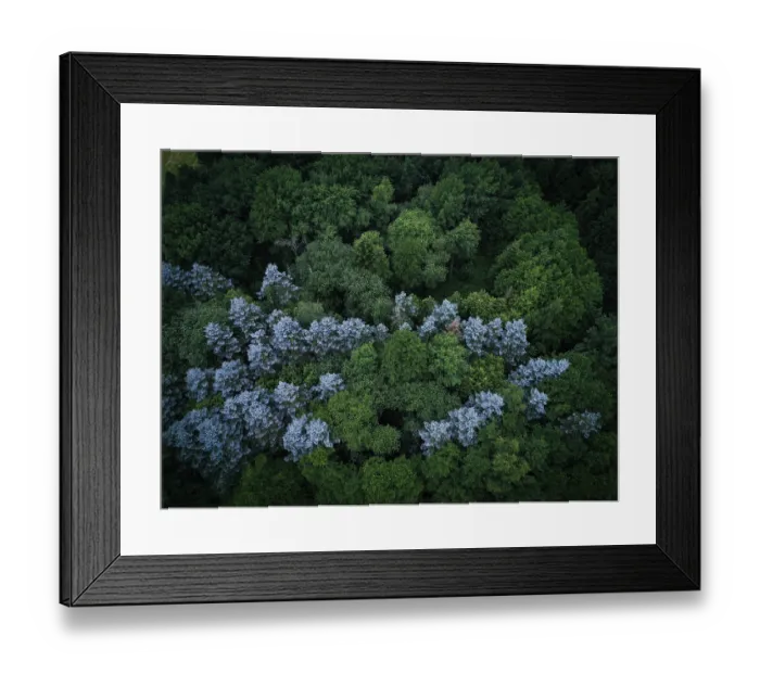 Framed Print : Aerial view of a forest with green and bluish treetops