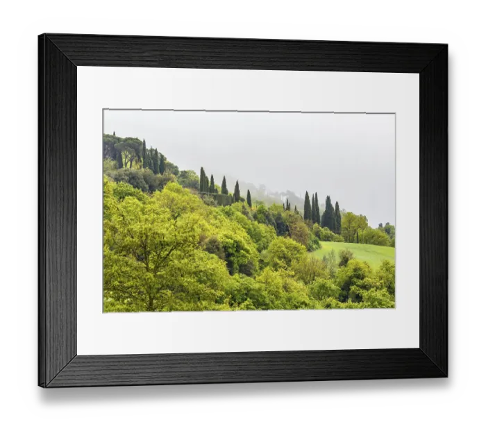Framed Print : Deciduous forest on a slope with fog Framed Print : Deciduous forest on a slope with fog